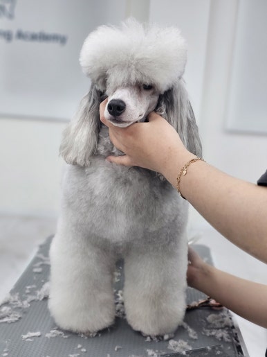 윈애견미용학원 이미지