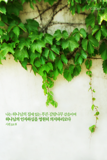메이쎈 이미지