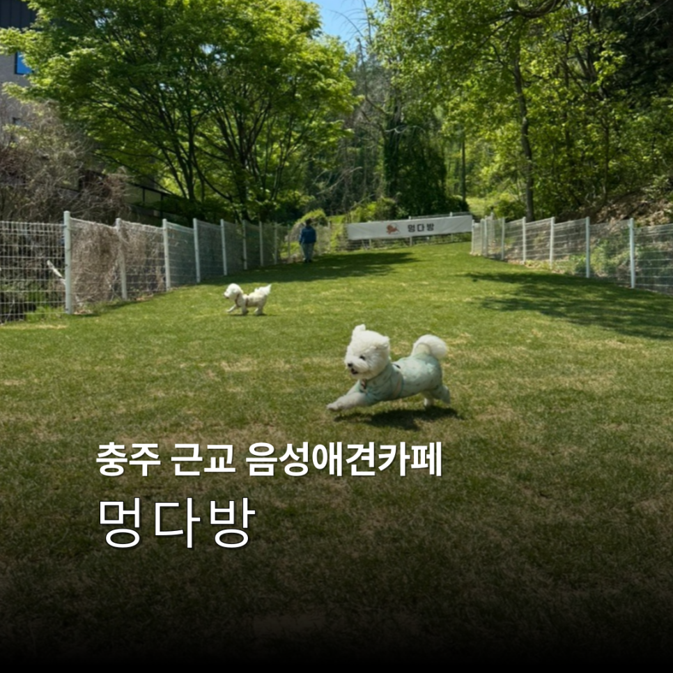 음성다방 이미지