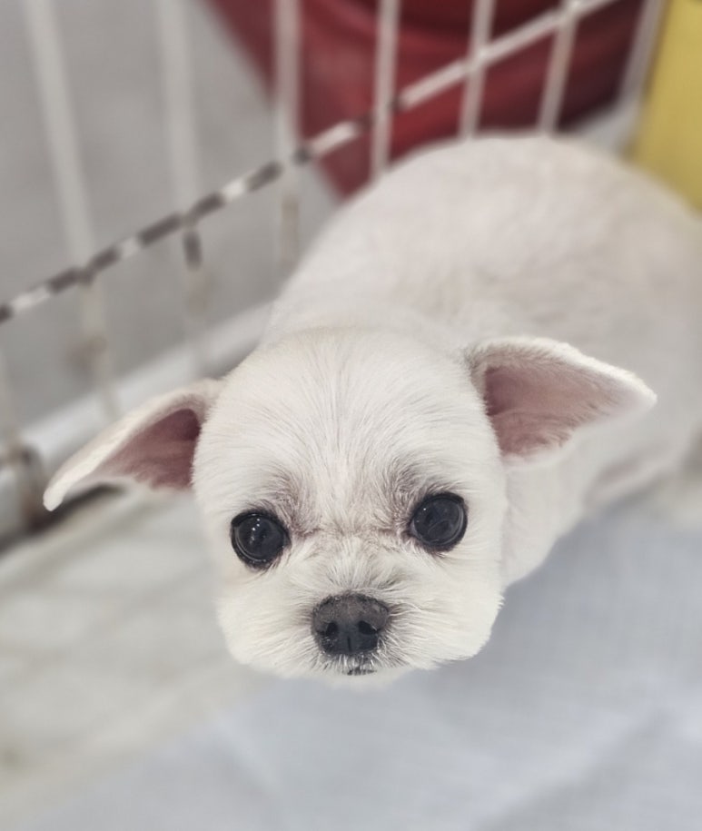 이현경애견미용학원 이미지