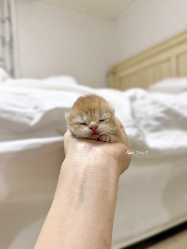 샤인모어 이미지