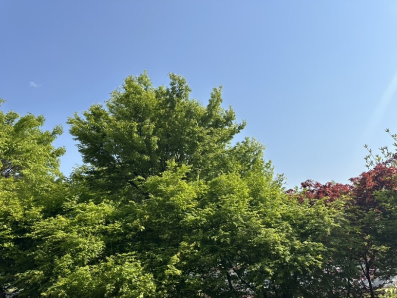 우리치즈밥있슈 이미지