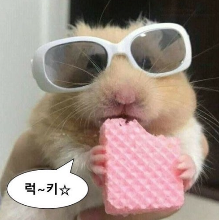 딜리제 이미지