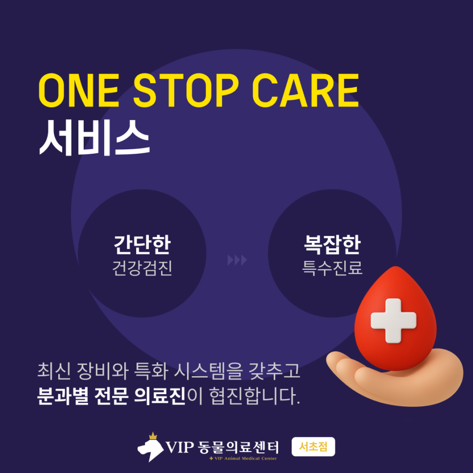 서초 고양이 기능성 장폐색, 증상부터 회복까지 집중 치료 후기 — 사진 2