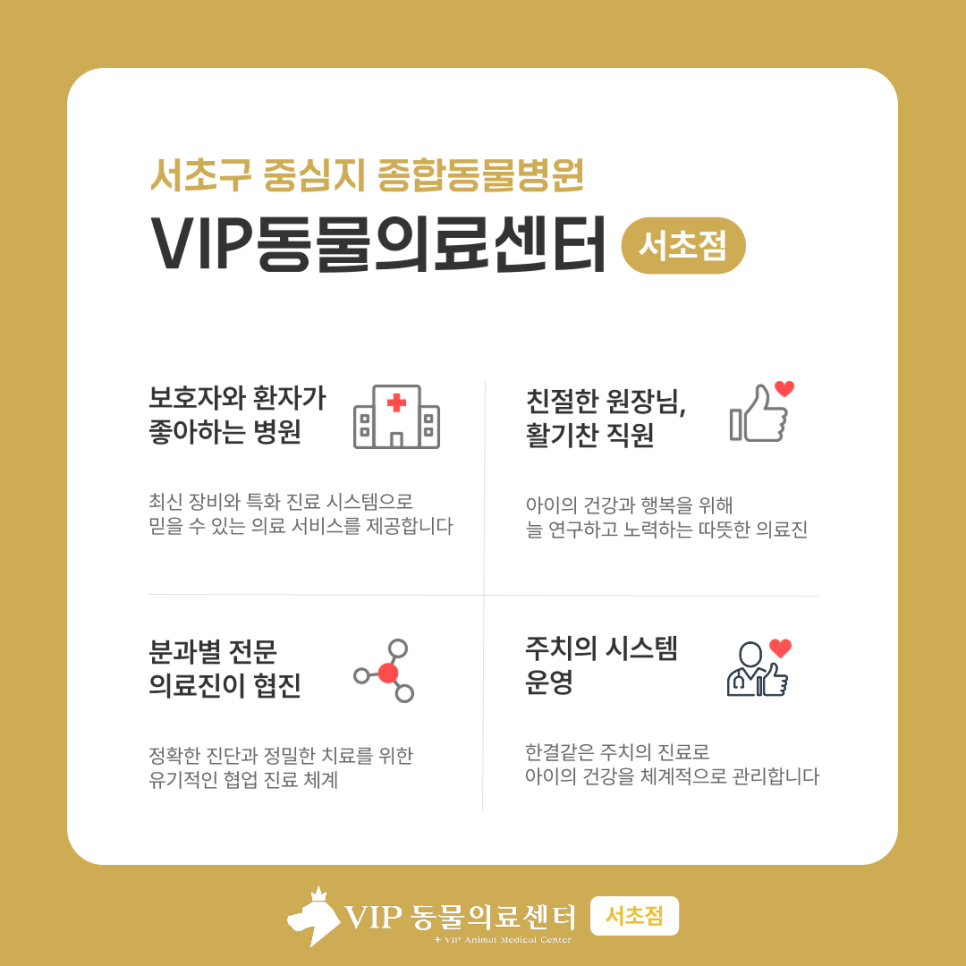 서초 고양이 기능성 장폐색, 증상부터 회복까지 집중 치료 후기 — 사진 7