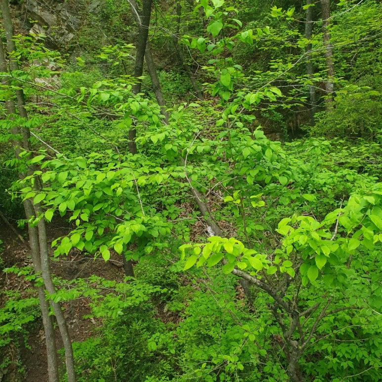 장수순대 이미지