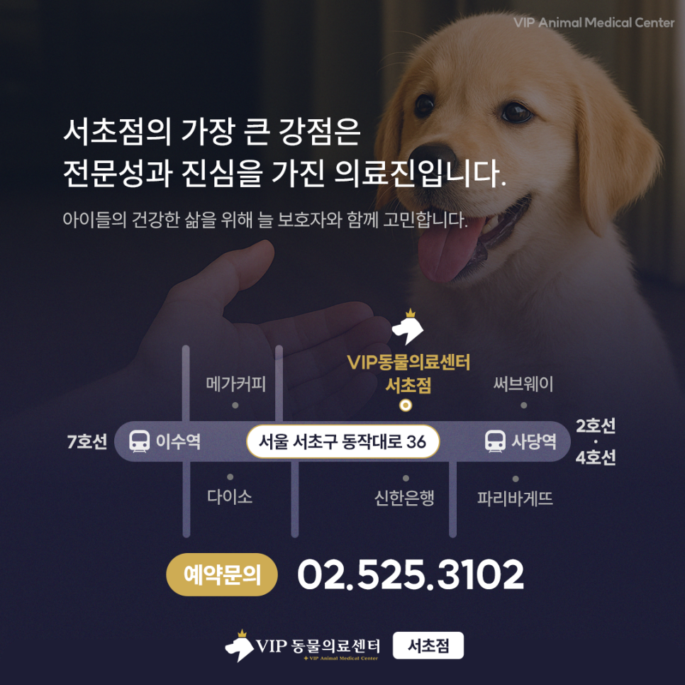 서초 고양이 기능성 장폐색, 증상부터 회복까지 집중 치료 후기 — 사진 14