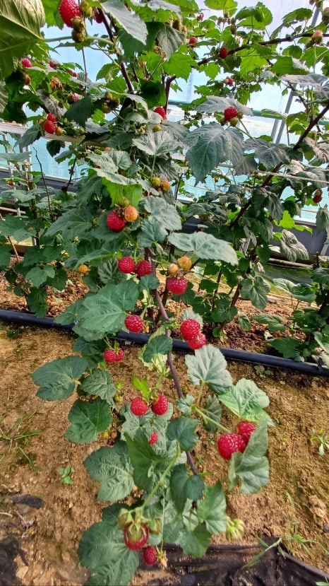 라라젤라또 이미지