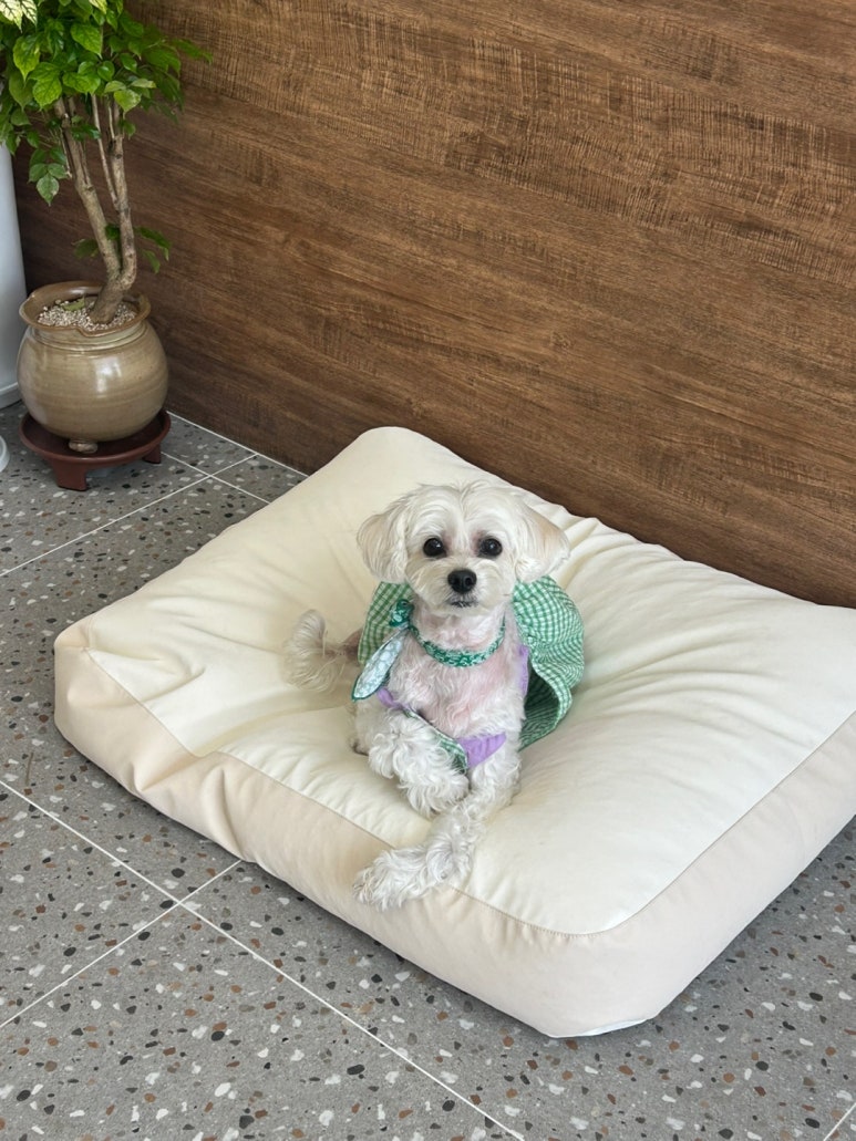 모랑 이미지