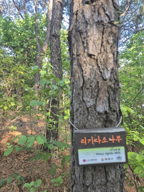 계남공원(신정산) 유아숲체험원 이미지