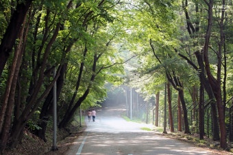 수 자연 이미지