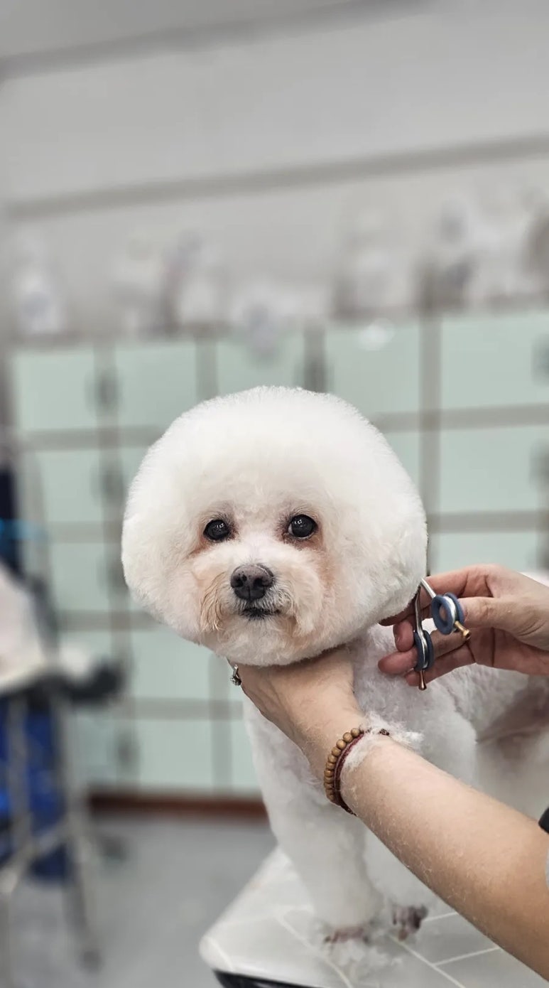 이현경애견미용학원 이미지