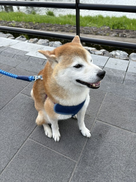 하이고 이미지
