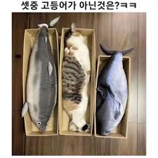 고등어청 이미지