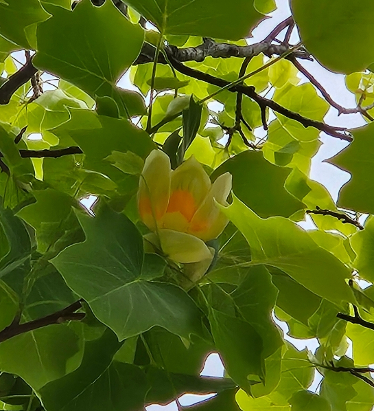 꽃을;보다 이미지