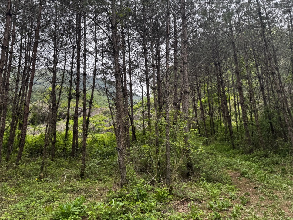 순라황토펜션 이미지