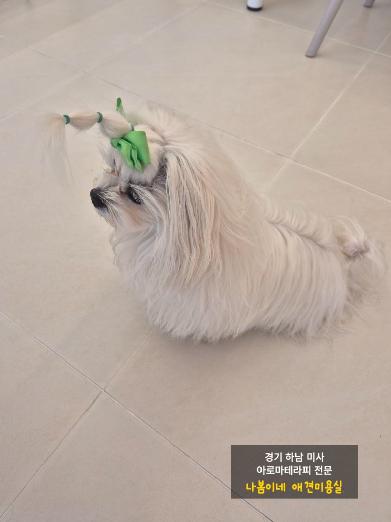 릴리테라피 이미지