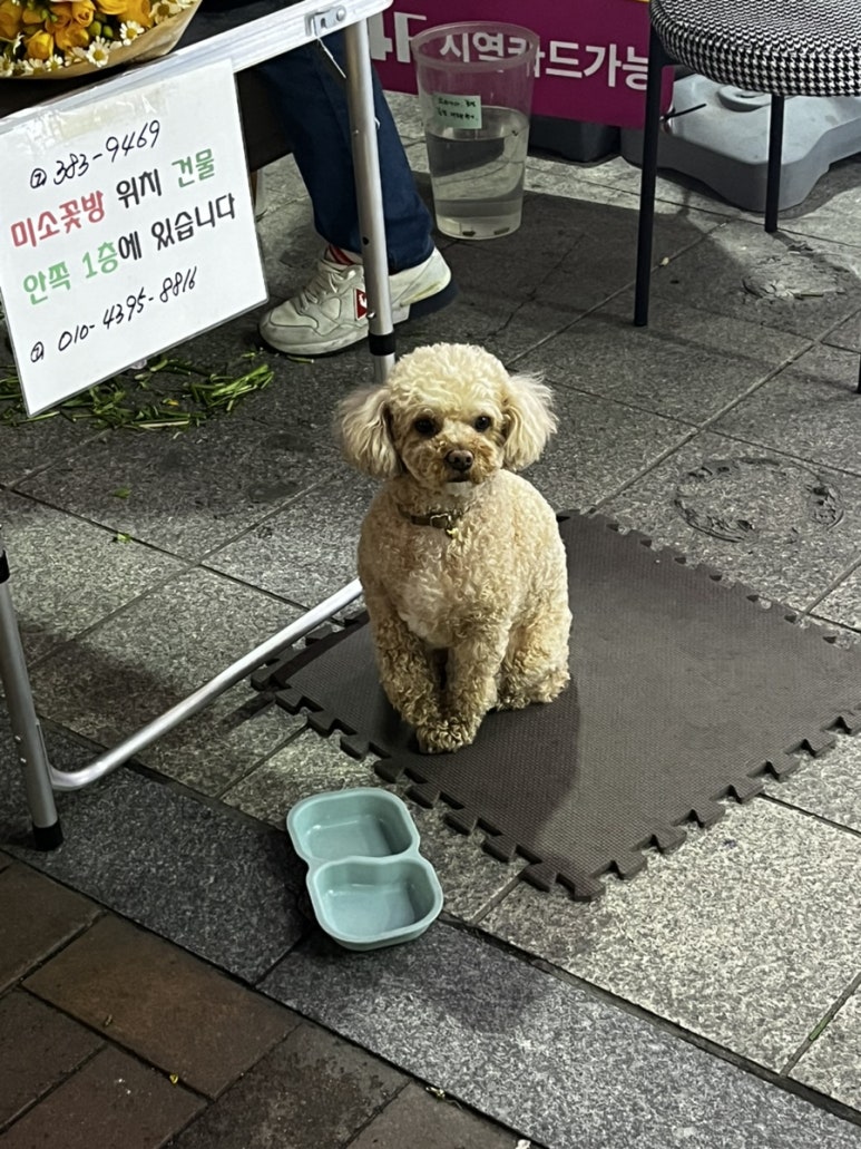 미소꽃방 이미지