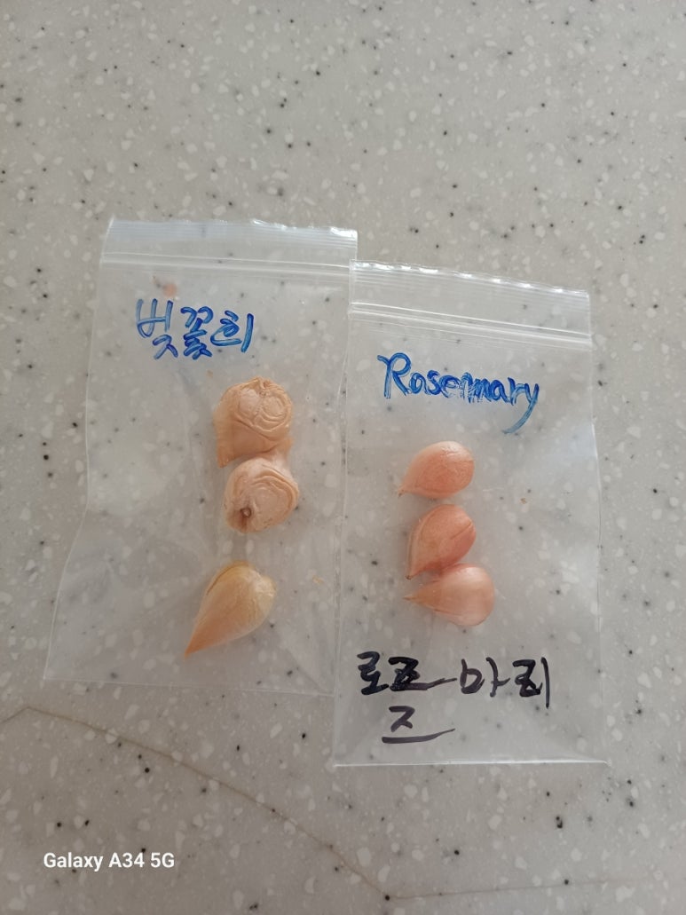 살찐붕어 이미지