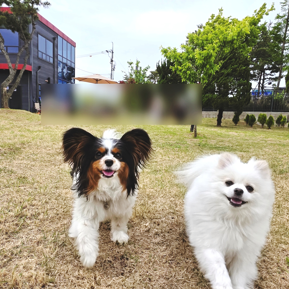 김포 고촌 애견카페 댕그린, 브런치와 운동장 즐기기 — 사진 9