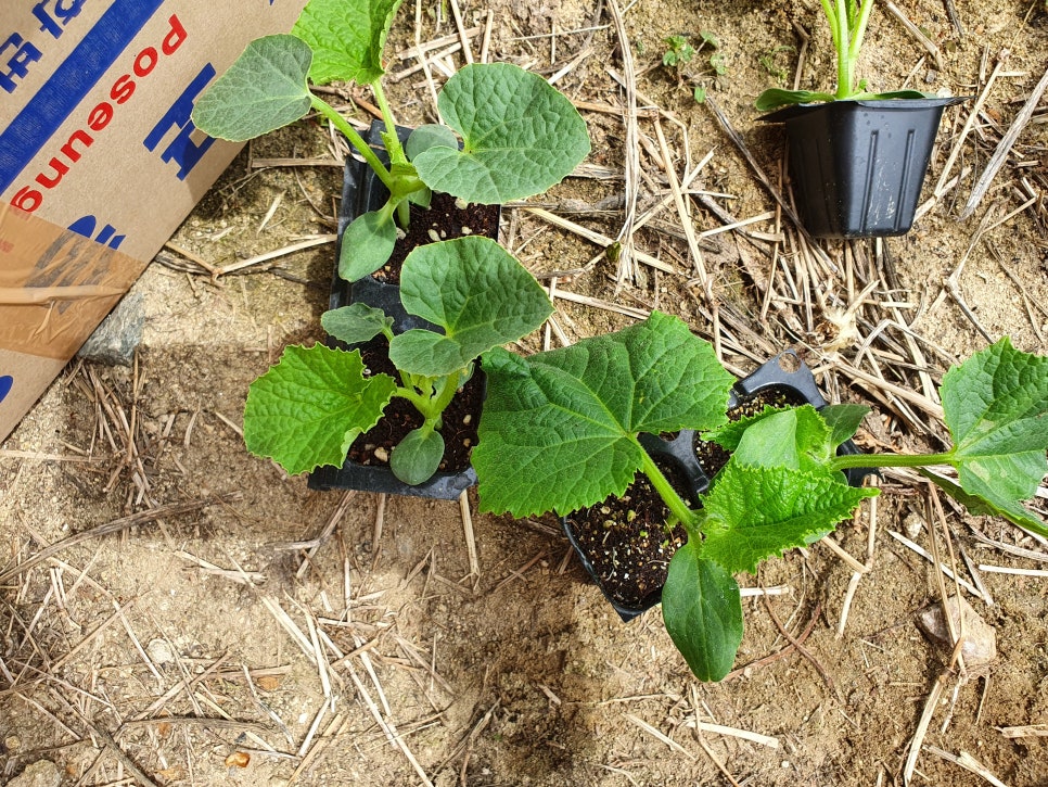 오이 키우기 재배 – 오이모종 심기 지지대 설치 방법 오이꽃 따주기 순치기 순지르기 : 네이버 블로그