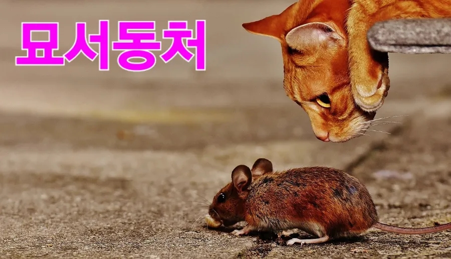당구풍월 이미지