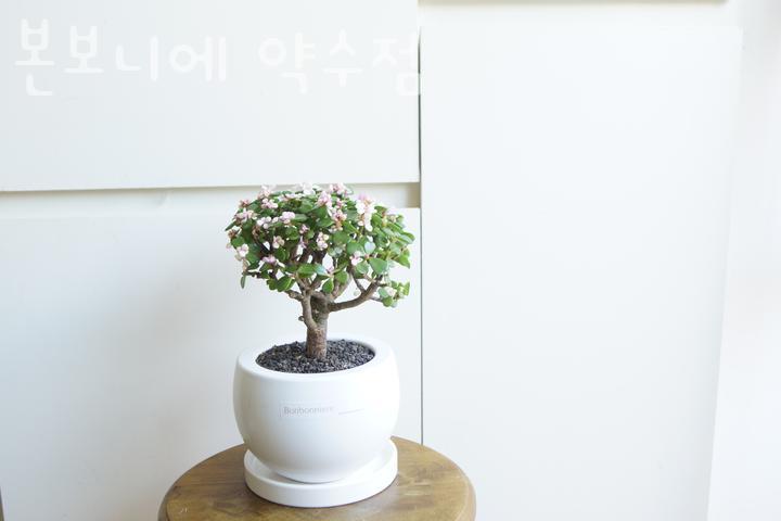 약수꽃집 이미지