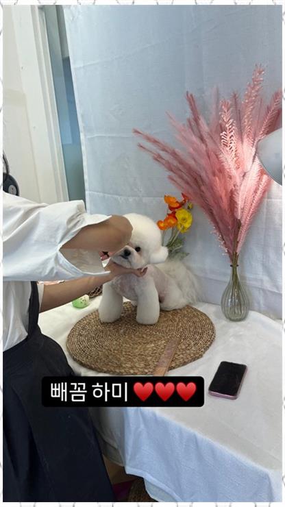 살롱아리 이미지