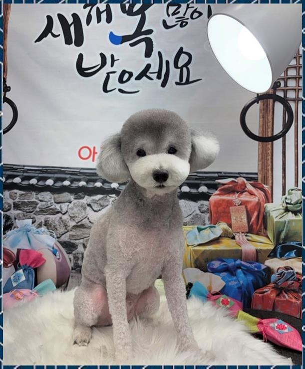 살롱아리 이미지