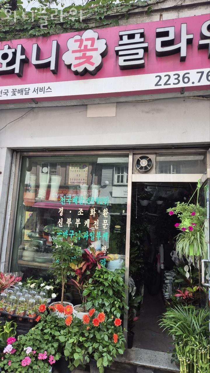 화니플라워 이미지