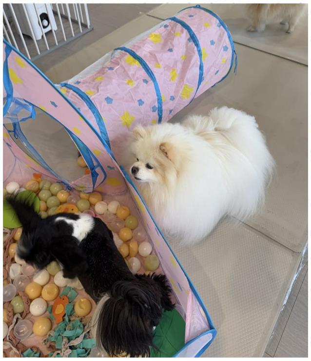 엔젤라 이미지