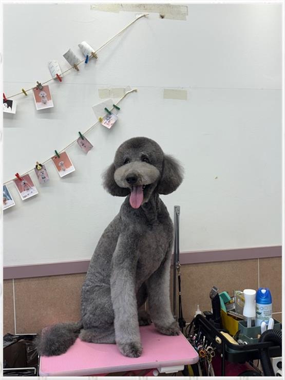 살롱아리 이미지