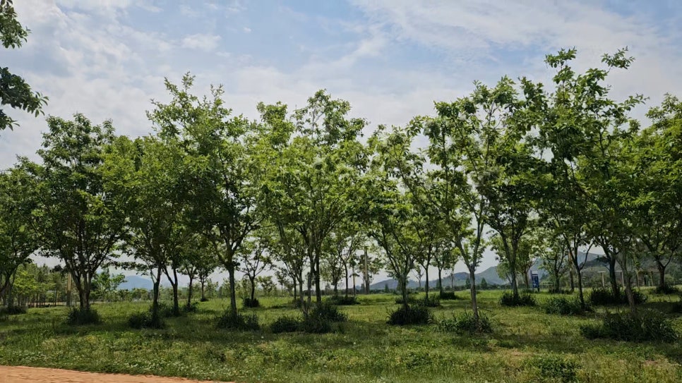 황산애견 이미지