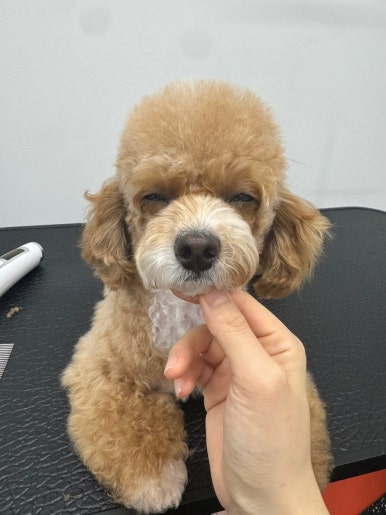 조아팩 이미지