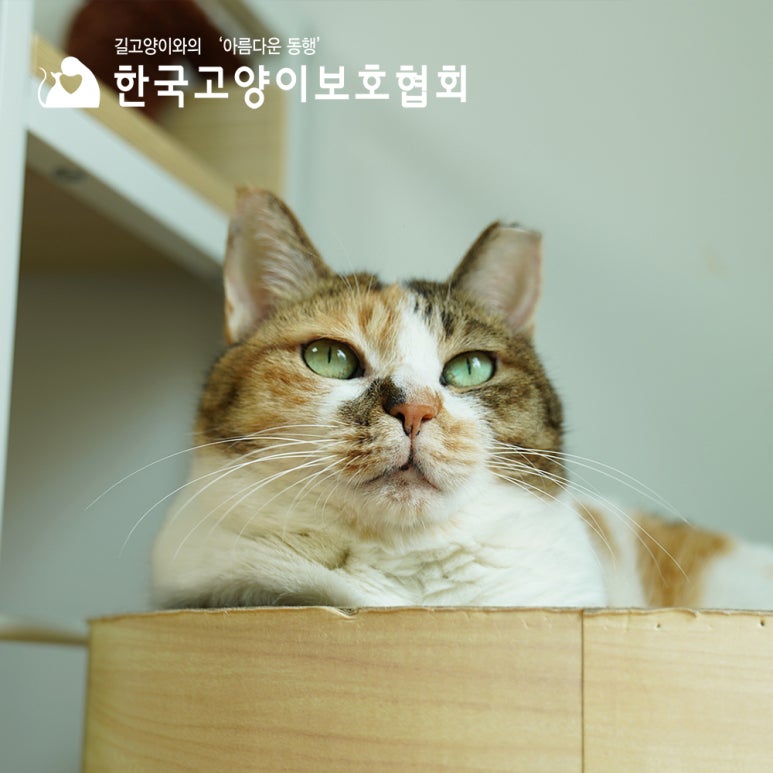동물보호협회 동행 이미지