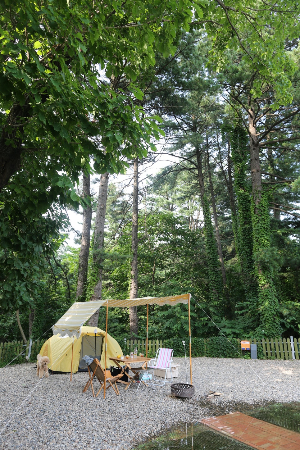 타이니포춘 이미지