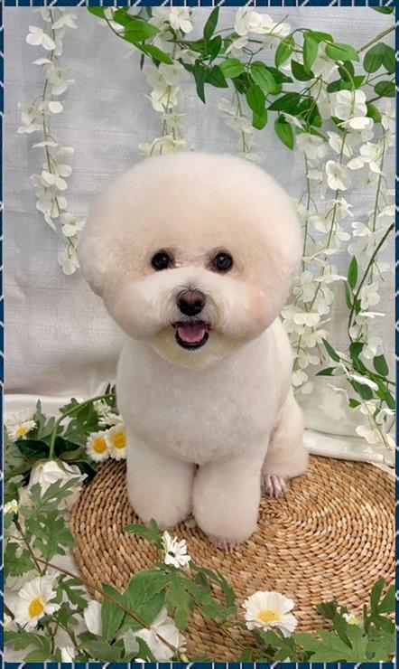 살롱아리 이미지
