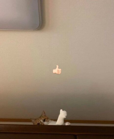 아리씨 이미지