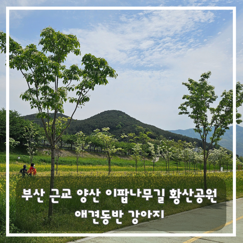 황산애견 이미지