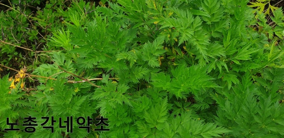 머리띵 이미지