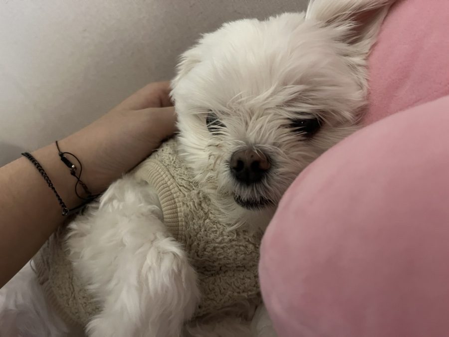 동은디씨 이미지