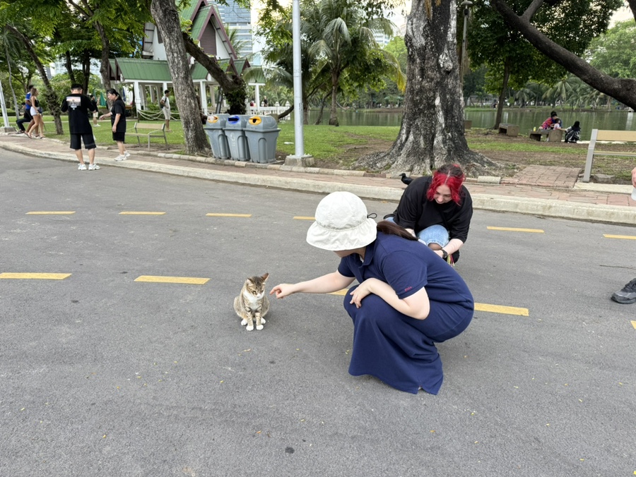 냥이커뮤니케이션 이미지