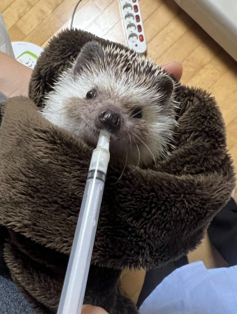 오디디엠 이미지