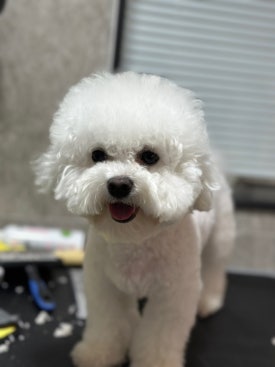 댕스하루 이미지