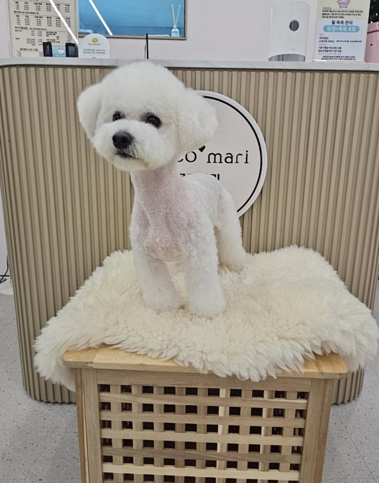 코코 반려견미용실 이미지