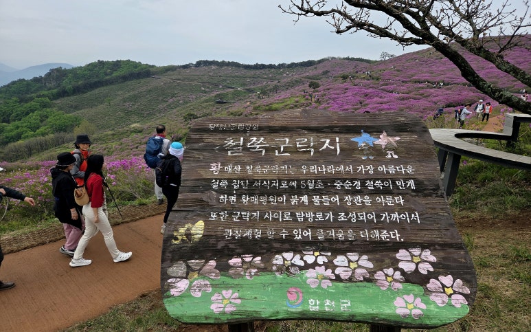 철쭉 군락지 이미지