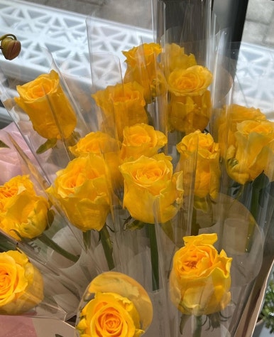 꼬테 이미지
