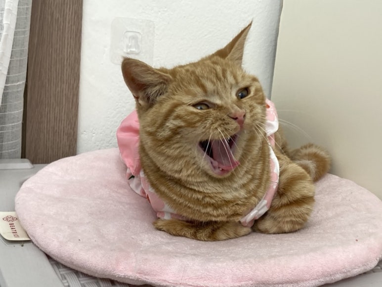 여우손톱 이미지