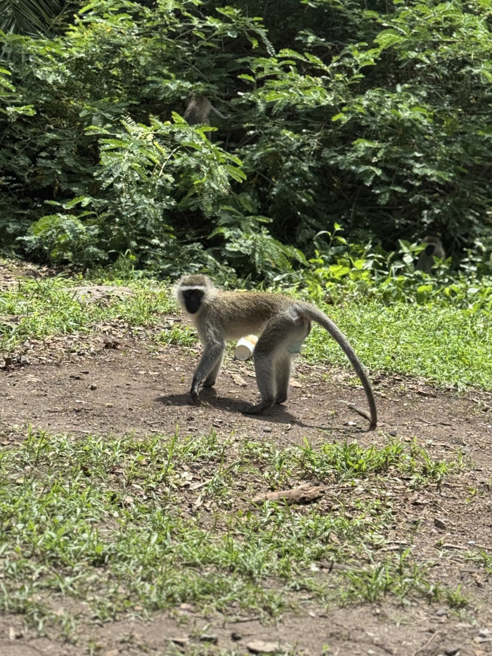블루몽키(BLUE MONKEY) 이미지
