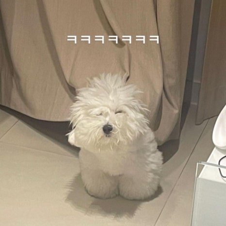 에이스애견미용학원 이미지